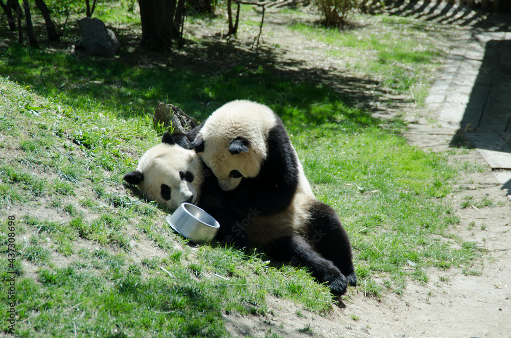 Fototapeta premium osos panda comiendo bambú y jugando