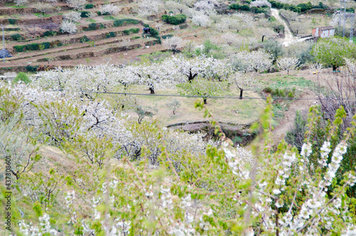 Obraz na płótnie cerezos en flor valle del jerte 2012
