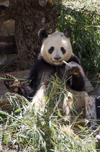 osos panda comiendo bambú y jugando