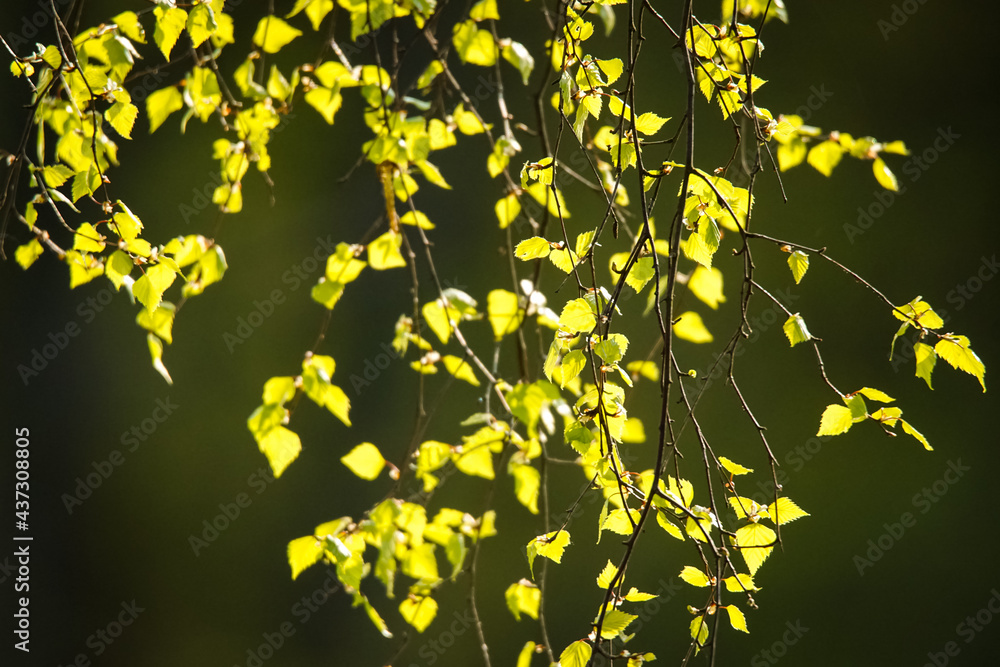 leaves hanging down from the trees, sea and forest in the blurry background leaves hanging down from the trees, sea and forest in the blurry background
