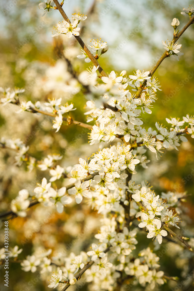 white little flowers, plum blossoms white little flowers, plum blossoms