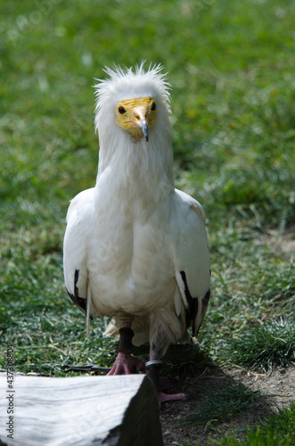 aguila