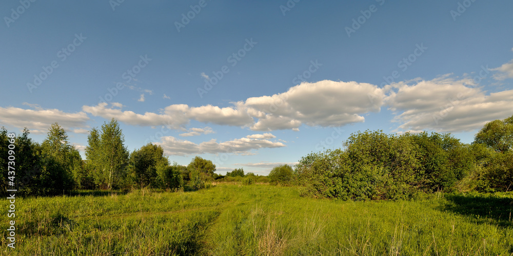 A summer walk through the forest, a beautiful panorama. A summer walk through the forest, a beautiful panorama.