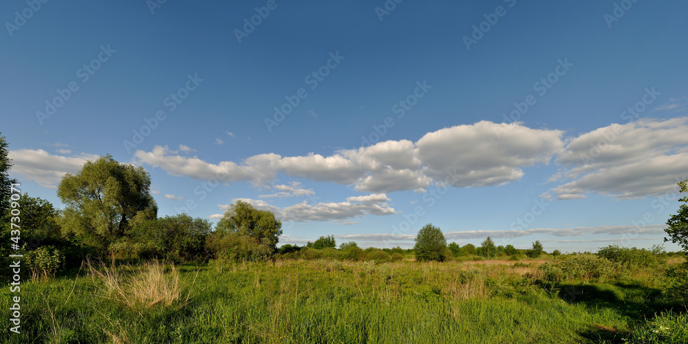 A summer walk through the forest, a beautiful panorama. A summer walk through the forest, a beautiful panorama.