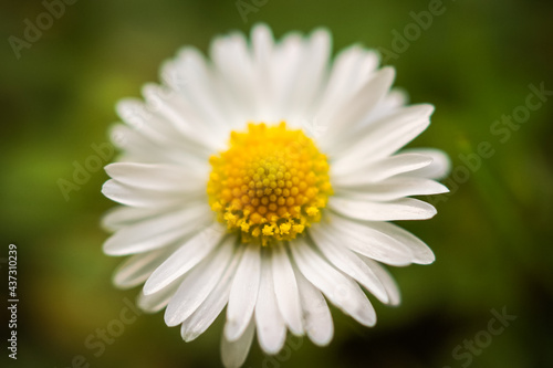 little daisy flower