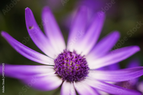 violet flowers  Bornholm Marguerite