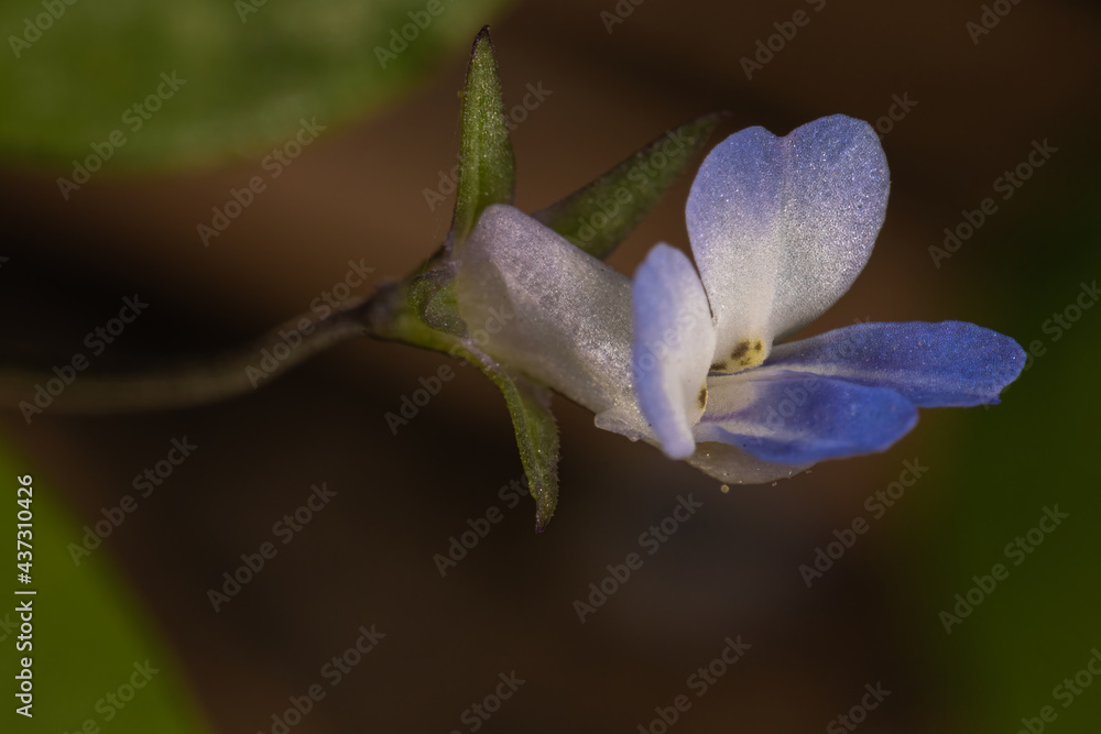 Small-flowered Blue-eyed Mary (Collinsia parviflora) Small-flowered Blue-eyed Mary (Collinsia parviflora)