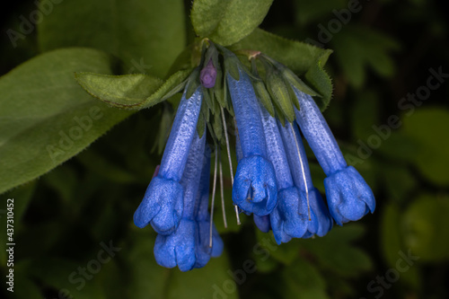 Long-flowered Bluebell (Mertensia longiflora) photo