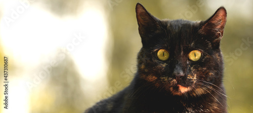 Photography Confused and sad stray cat banner, homeless animals concept, copy space