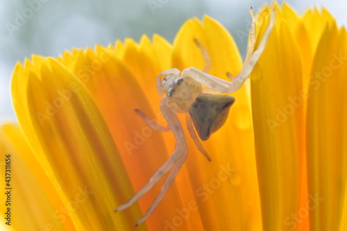Fototapeta Naklejka Na Ścianę i Meble -  close up of spider climbing a yellow flower