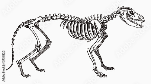 Extinct Tasmanian wolf thylacinus cynocephalus skeleton in profile view, after antique engraving from the 19th century photo