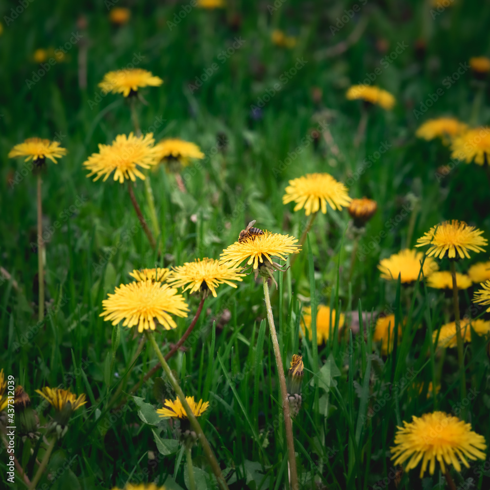 Pissenlit ou dandelion, abeille ouvrière qui recueil du pollen, arrière plan nature Pissenlit ou dandelion, abeille ouvrière qui recueil du pollen, arrière plan nature