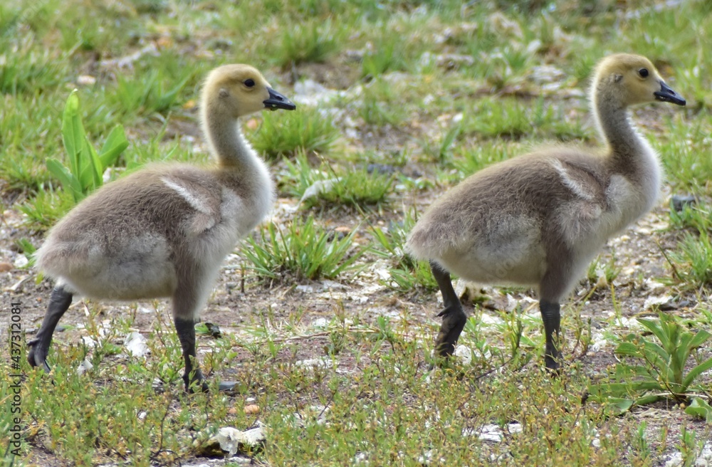Fototapeta premium Duckling 
