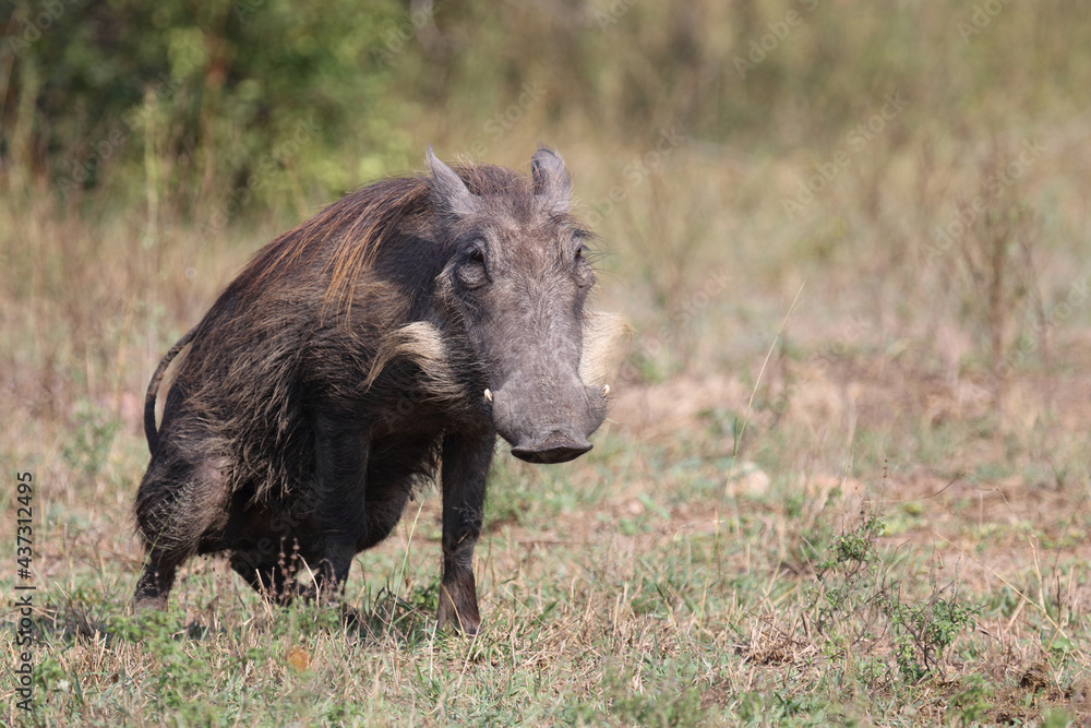 Warzenschwein / Warthog / Phacochoerus africanus Warzenschwein / Warthog / Phacochoerus africanus