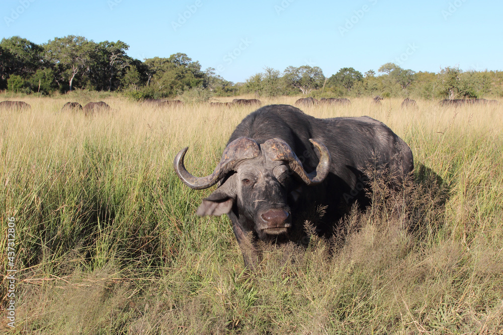 Kaffernbüffel / African buffalo / Syncerus caffer Kaffernbüffel / African buffalo / Syncerus caffer