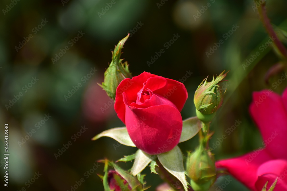 Roses blooming in the spring. Roses blooming in the spring.