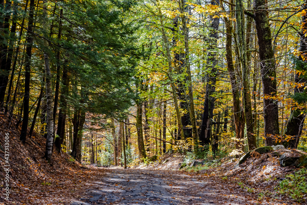 Obraz premium Play of shadows and sunlight in a picturesque alley in the autumn forest