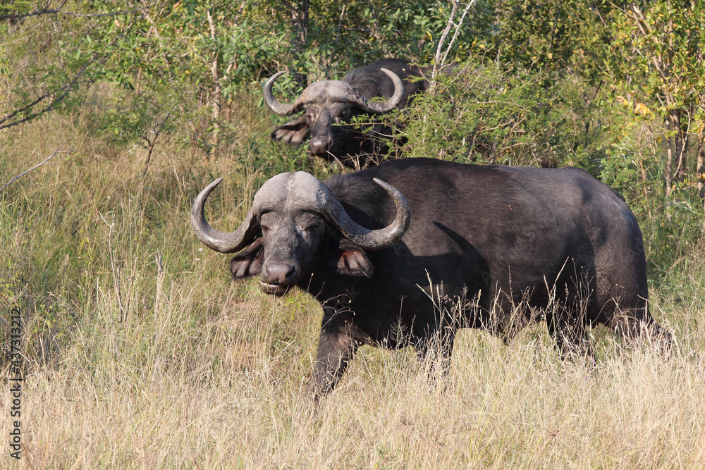Kaffernbüffel / African buffalo / Syncerus caffer Kaffernbüffel / African buffalo / Syncerus caffer