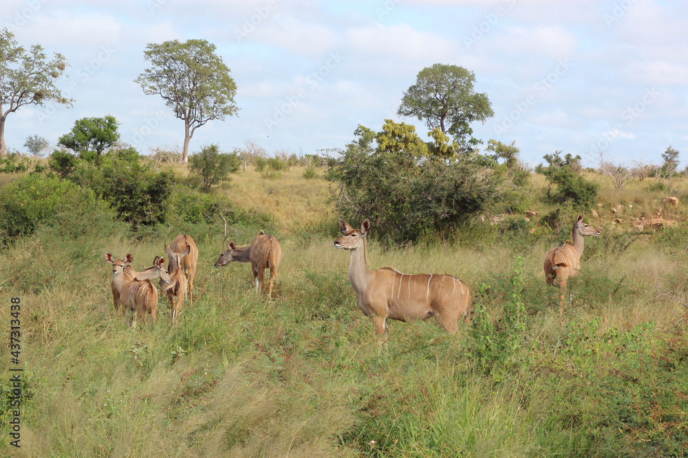 Großer Kudu / Greater kudu / Tragelaphus strepsiceros.. Großer Kudu / Greater kudu / Tragelaphus strepsiceros..