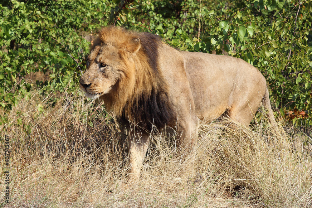 Afrikanischer Löwe / African lion / Panthera leo. Afrikanischer Löwe / African lion / Panthera leo.