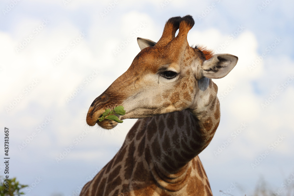 Obraz premium Giraffe / Giraffe / Giraffa camelopardalis