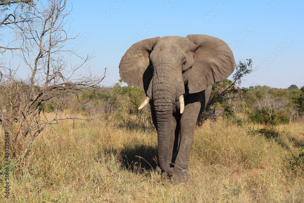 Obraz premium Afrikanischer Elefant / African elephant / Loxodonta africana