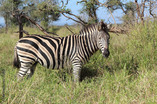 Steppenzebra   Burchell s zebra   Equus burchellii