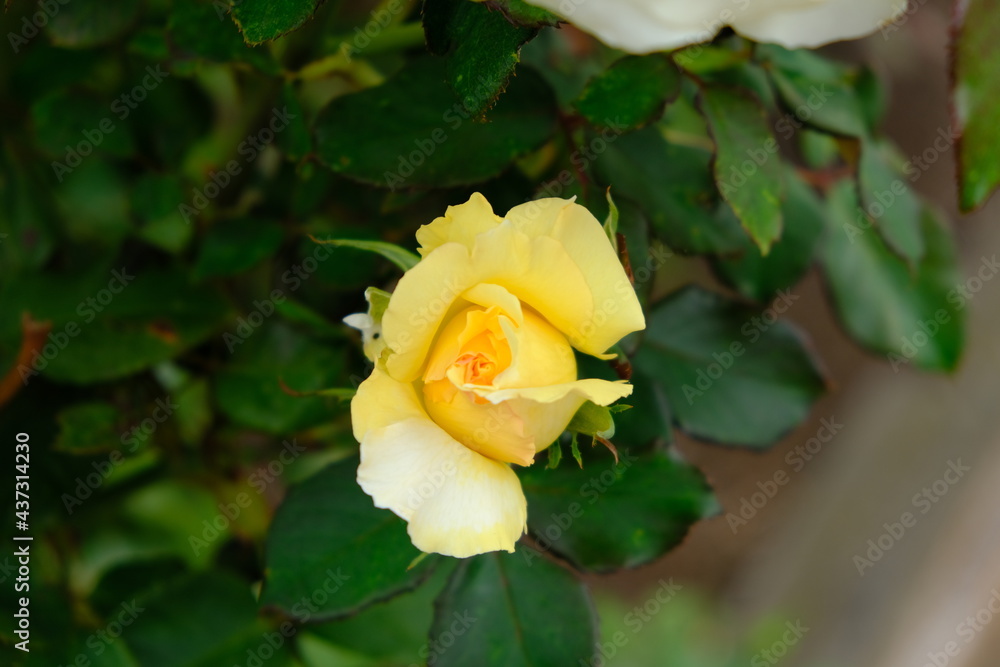 Multiflora Rose. Rosa multiflora is a species of rose known commonly as multiflora rose, baby rose, Japanese rose, many-flowered rose, seven-sisters rose, Eijitsu rose and rambler rose. It is native t Multiflora Rose. Rosa multiflora is a species of rose known commonly as multiflora rose, baby rose, Japanese rose, many-flowered rose, seven-sisters rose, Eijitsu rose and rambler rose. It is native t
