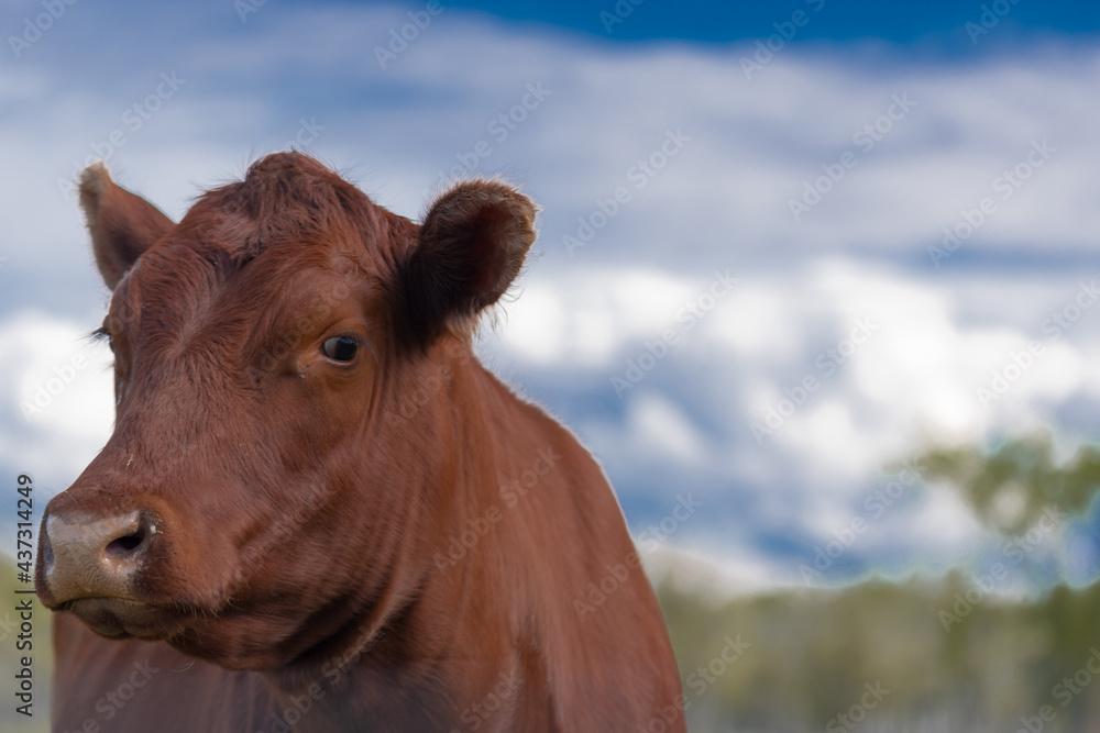 a brown cow-calf bull closeup shot with blurred sky in the background a perfect dairy website picture a brown cow-calf bull closeup shot with blurred sky in the background a perfect dairy website picture