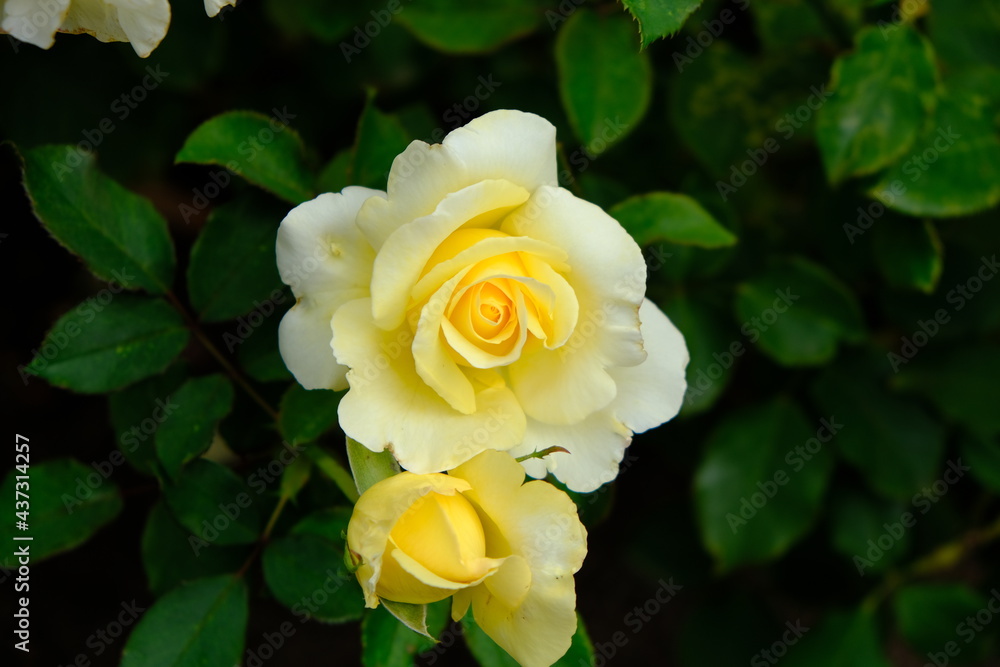 Multiflora Rose. Rosa multiflora is a species of rose known commonly as multiflora rose, baby rose, Japanese rose, many-flowered rose, seven-sisters rose, Eijitsu rose and rambler rose. It is native t Multiflora Rose. Rosa multiflora is a species of rose known commonly as multiflora rose, baby rose, Japanese rose, many-flowered rose, seven-sisters rose, Eijitsu rose and rambler rose. It is native t