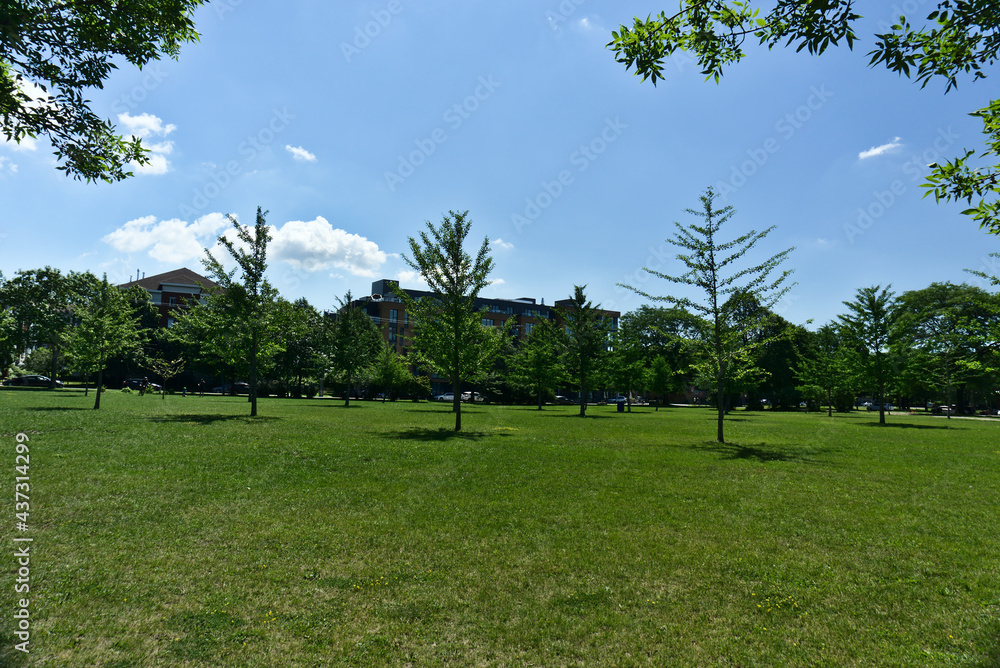 Naklejka premium A group of trees in a park with a background of houses and cloudy blue sky on a summer day in Jarry Park, Montreal, QC. Hope, happiness, tranquil, care, thankfulness, inspiration, love concepts