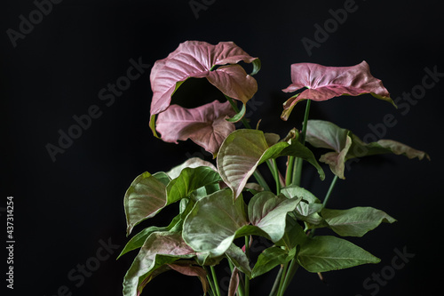 Pink Syngonium foliage of extreme ornamental value. The leaves are pink at birth and greenish when ripe.
