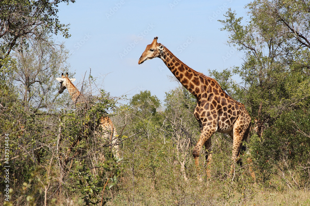 Obraz premium Giraffe / Giraffe / Giraffa camelopardalis