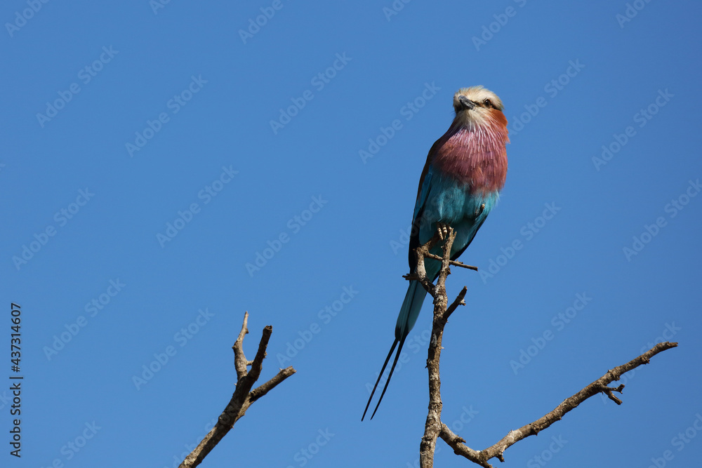 Fototapeta premium Gabelracke / Lilacbreasted roller / Coracias caudata