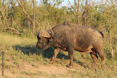 Kaffernb  ffel und Rotschnabel-Madenhacker   African buffalo and Red-billed oxpecker   Syncerus caffer et Buphagus erythrorhynchus..