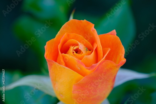 A Rose is a woody perennial flowering plant of the genus Rosa  in the family Rosaceae  or the flower it bears.There are over three hundred species and thousands of cultivars.They form a group of plant