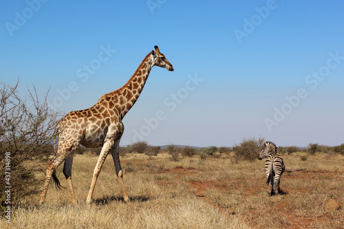 Giraffe und Steppenzebra / Giraffe and Burchell's zebra / Giraffa Camelopardalis et Equus burchellii