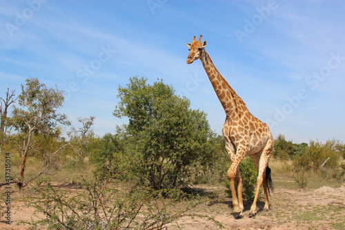 Giraffe   Giraffe   Giraffa camelopardalis