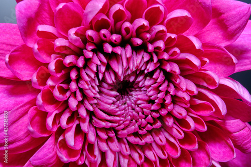 Gerbera Daisy is native to tropical regions of South America, Africa and Asia. The first scientific description of a Gerbera was made by J.D. Hooker in Curtis's Botanical Magazine in 1889 when he desc