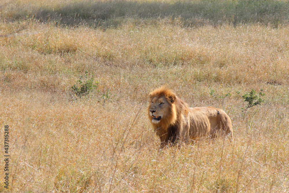 Afrikanischer Löwe / African lion / Panthera leo. Afrikanischer Löwe / African lion / Panthera leo.