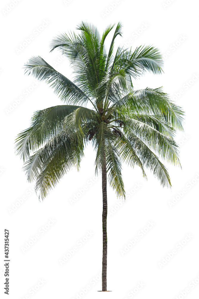 Obraz premium Coconut palm tree isolated on white background, Palm Tree Against White Background.