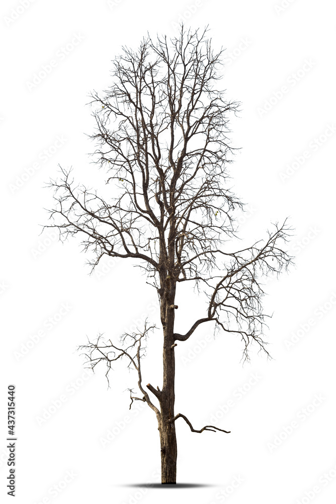 Dead tree isolated on a white background, clipping path. Dead tree isolated on a white background, clipping path.