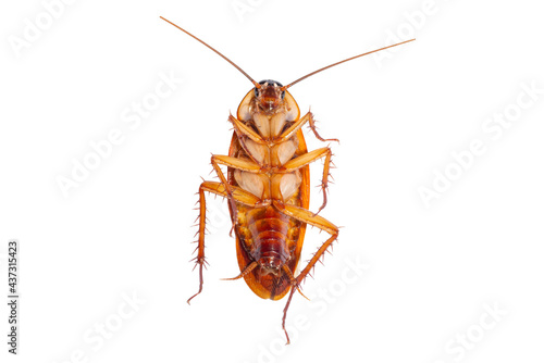 Cockroach isolated on white background, top view.