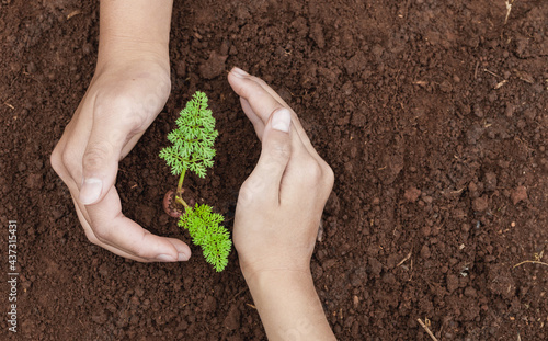 Hand nurturing young baby plants growing in germination sequence on fertile soil