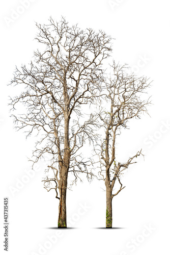 Dead tree isolated on a white background, clipping  path.