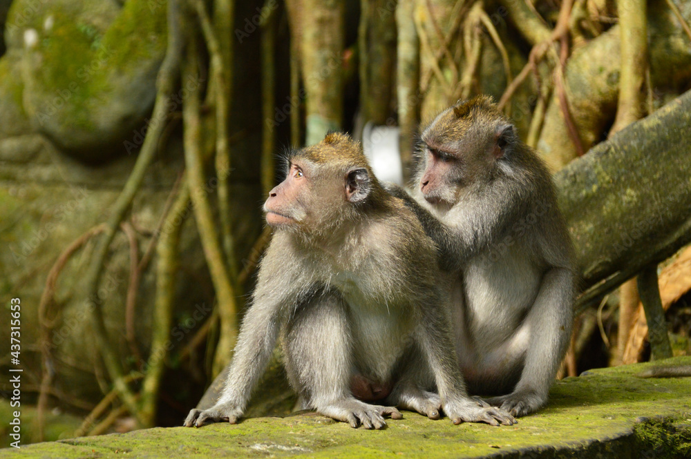 Fototapeta premium Monkey looking for lice portrait