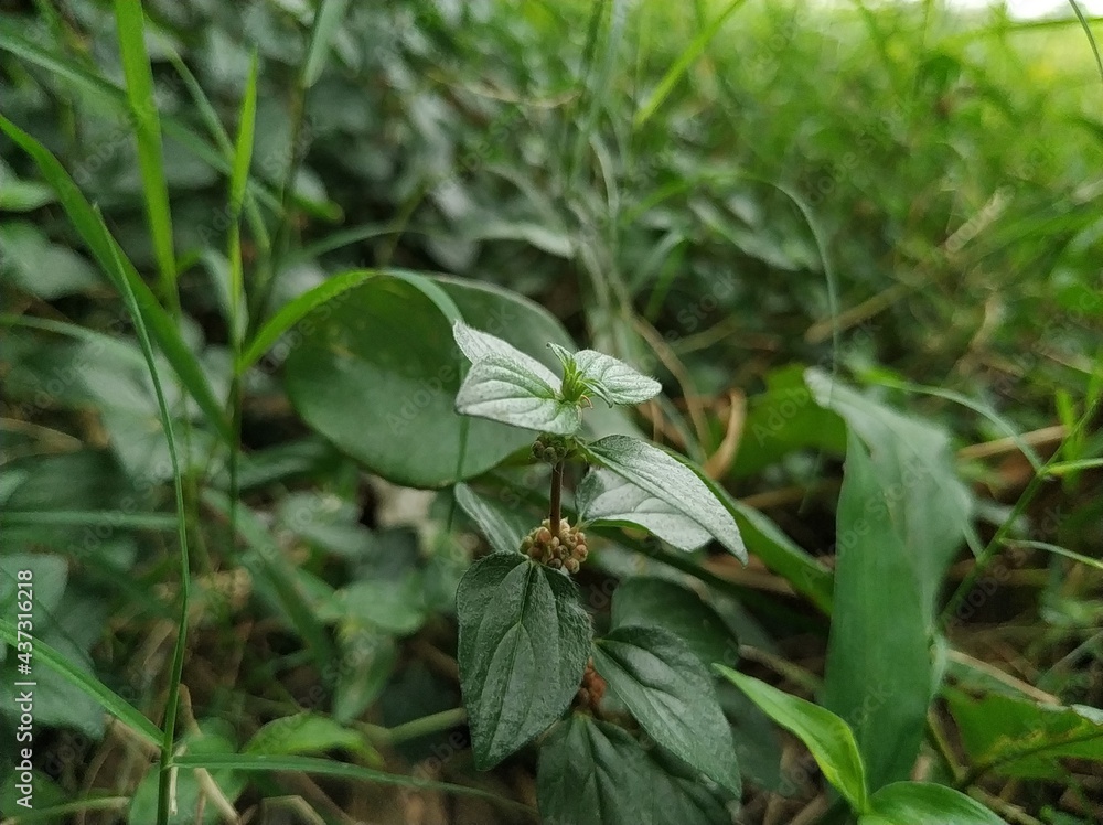 Obraz premium Green leafy plants