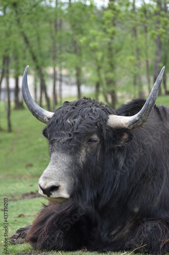 portrait of a buffalo in a field