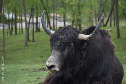 bull on the grass 