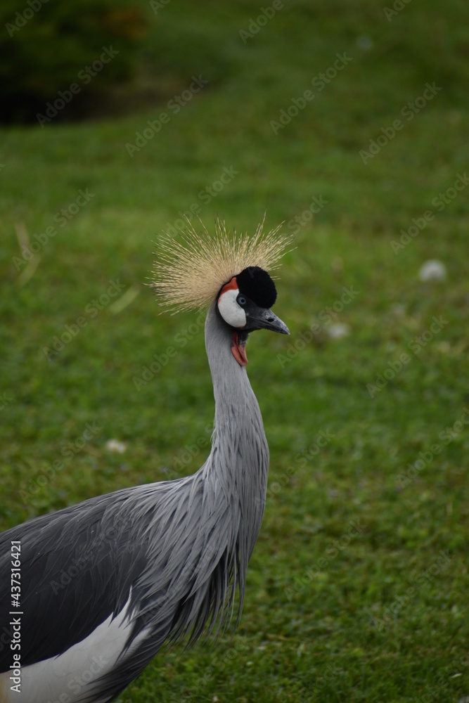 Fototapeta premium grey crowned crane